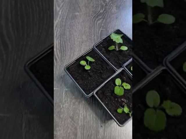 #пеларгония #ампельная из семян #БИОТЕХНИКА #герань рич аут ред #pelargonium #парень_из_сада