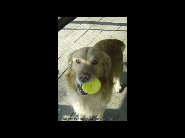 Homestead Tessie's Family Dog - Scott Wenger Archives - We will Miss you