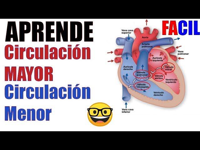 Circulación MENOR y MAYOR