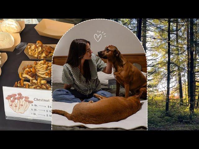 A Cozy Day of Fall Vegan Eats (Autumn Vlog )