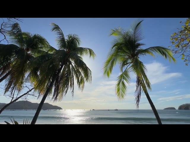 Palm Trees 4K Slow Motion With Waves Stock Footage V1