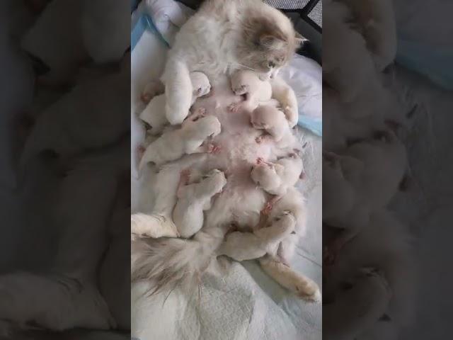 Mother cat Feeding her cutest tribe kittens