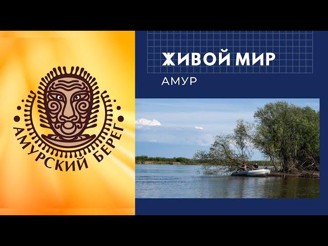 Живой мир. Амурский берег.