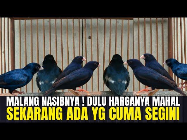 NASIB MALANG SI BURUNG IMPORT INI ! DULU MAHAL SEKARANG CUMA RATUSAN RIBU !