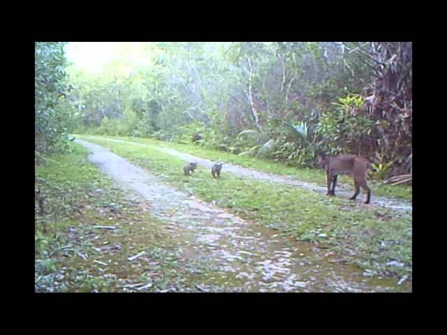 Bobcat Kittens Brought To You By The Friends!