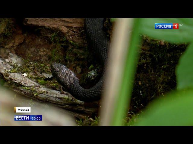 Нашествие змей в Москве: что делать при встрече с гадами