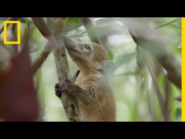 Vie sauvage : la toilette énergique des coatis