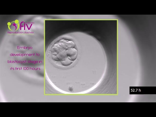 TimeLapse | Embryo development (ENG) first 100 hours