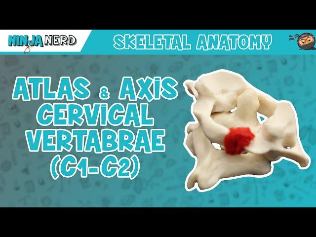 Atlas & Axis Cervical Vertebrae (C1-C2) Anatomy