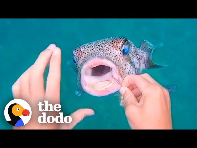 Pufferfish Asks Diver For Help | The Dodo