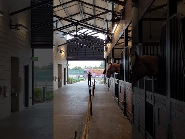 Disney Tri-Circle-D Ranch Horses #wdw #tricircledranch #fortwilderness #horses #horse #horselover