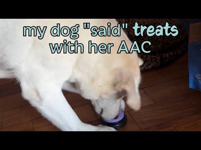 I taught my dog to "say" TREATS