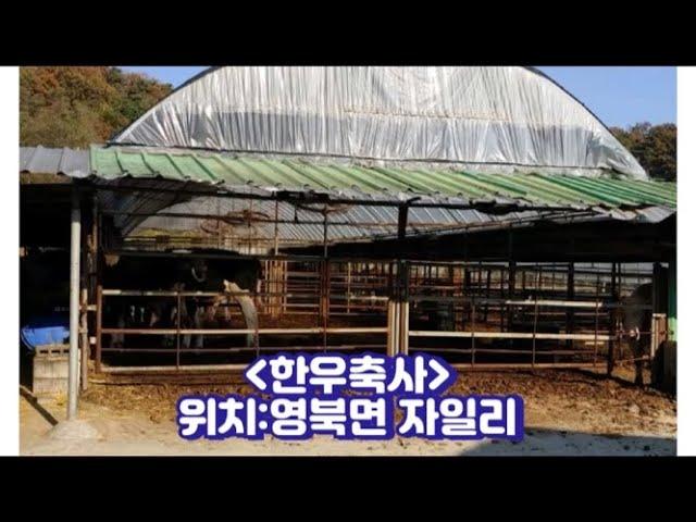 [좋은 매물] 포천 한우축사 + 주택