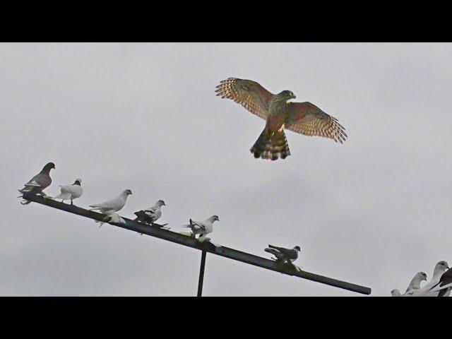 Hawk Attacks Pigeons from the Rooftop! Goshawk Chasing Pigeons!