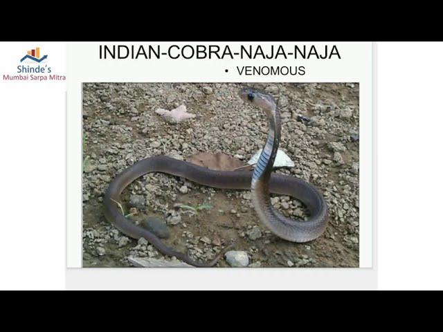 Cobra Spectacled baby Naja Naja Rescued in society Borivali
