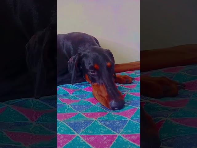 doberman #petlover 🩷️