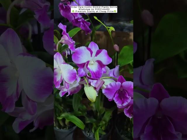 Buy Rare Orchid Plants Online ️#orchid #flowers #plants #orchidcare #garden #ytshorts #buynow