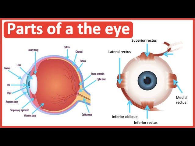 Eye anatomy & function  | Easy science lesson