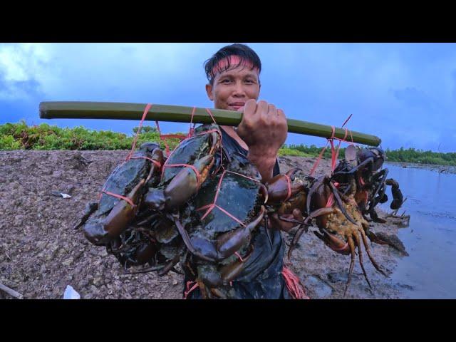 Amazing.. !! The Traditional Way of Catching Lots of Big Mud Crab In The Swamp