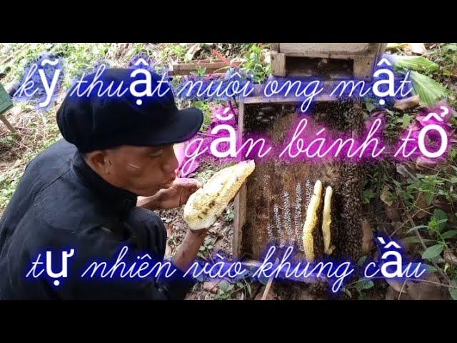 kỹ thuật nuôi ong mật, cách gắn bánh tổ xây tự nhiên vào khung cầu nhanh và đơn giản.