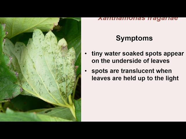 Strawberry IPM workshop: Fruit Rots, Leaf Diseases and Viruses