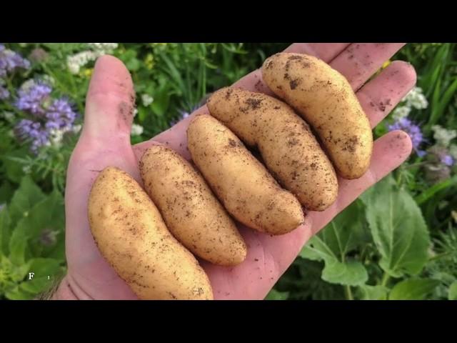 Fingerling Potatoes grown in Colorado at Rockey Farms by Brendon Rockey