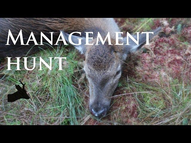 Early red deer rut - management hunt by RoeStalker.