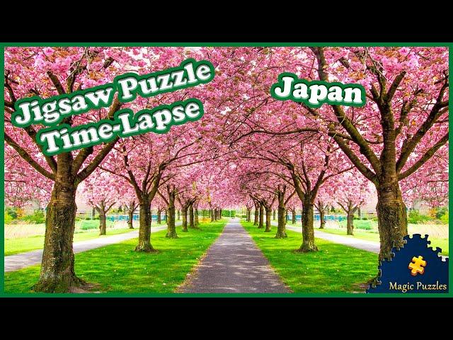 Japan. Blossoming sakura trees — Relaxing Landscape Video. Jigsaw Puzzle Time Lapse