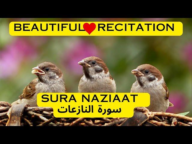 Sura Al Naziaat || سورة النازعات || Mahmud Huzaifa