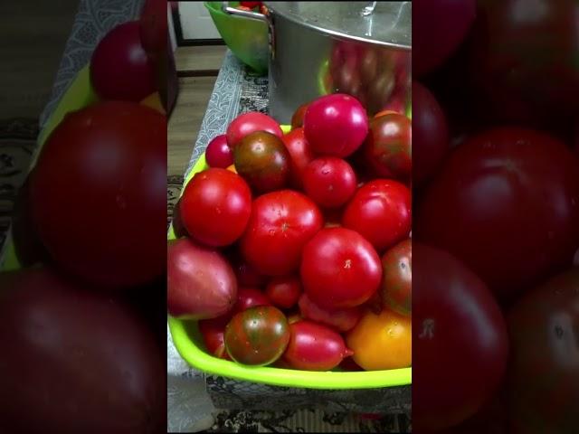 Эти помидоры на соус, а эти на засолку