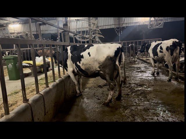 Taking the right steps and knowledge in dairy farming is key to your success