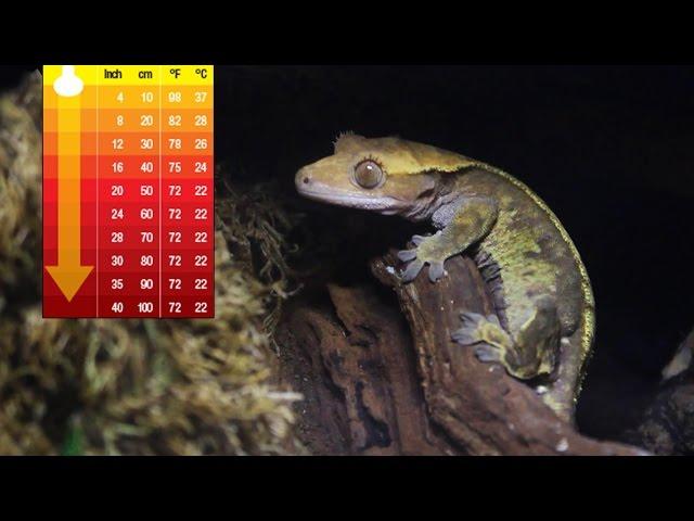 Heating A Crested Gecko's Tank In Winter!