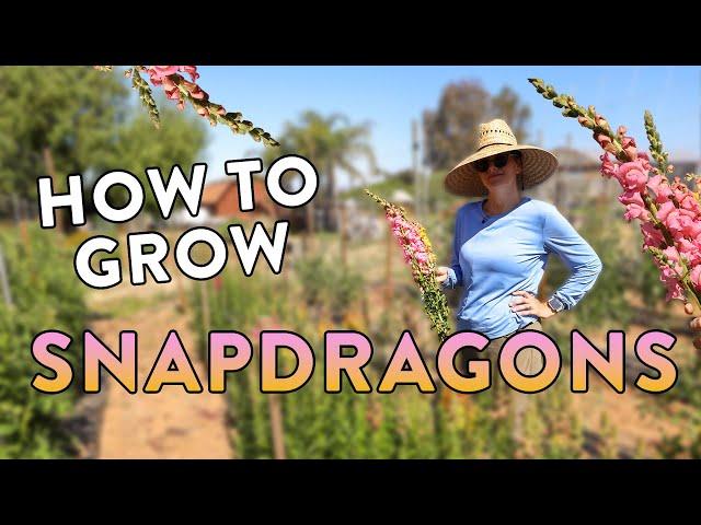 Tips for Growing Snapdragons for Warm Climates Like Zones 9 & 10