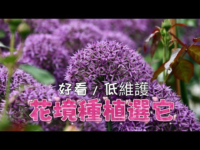 大花蔥Allium giganteum的種植和生長特性/如何培育繁殖/種植中的注意事項/球莖花卉/01.08.2022