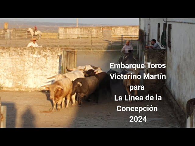 Embarque Toros Victorino Martín para La Línea de la Concepción 2024