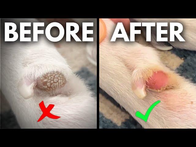 Homemade Paw & Nose Balm Recipe - Heal Cracked Paws!