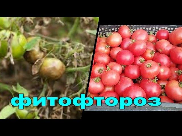 БОЛЕЗНИ ТОМАТОВ. ФИТОФТОРОЗ. ЛЕЧЕНИЕ И ПРОФИЛАКТИКА