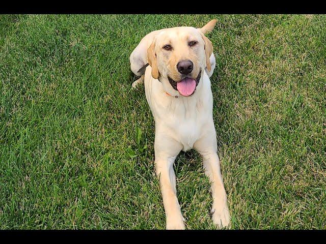 Moose- 1 year old Yellow Lab