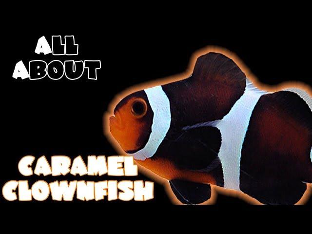 All About The Mocha Clownfish or Caramel Clownfish