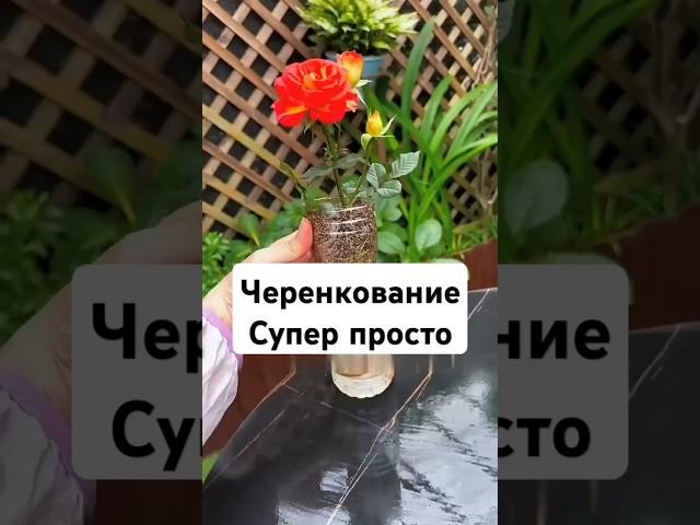 Черенкование за 5 минут, простой способ #рецепт #садоводничество #дача