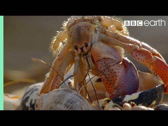 Crabs Trade Shells in the Strangest Way | BBC Earth