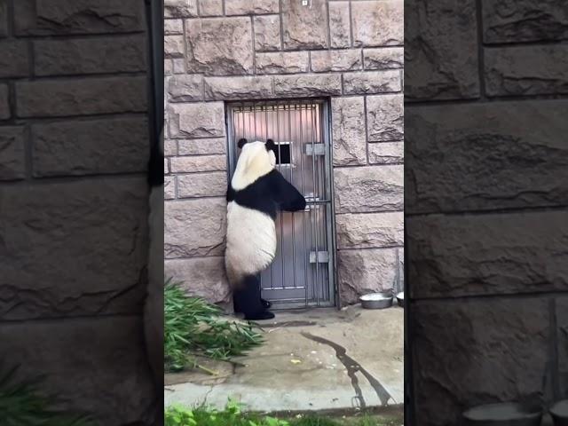 偷感很重的萌大～严重怀疑是人扮的！ #panda #pandachina #cutepandas #大熊猫 #giantpanda #cute