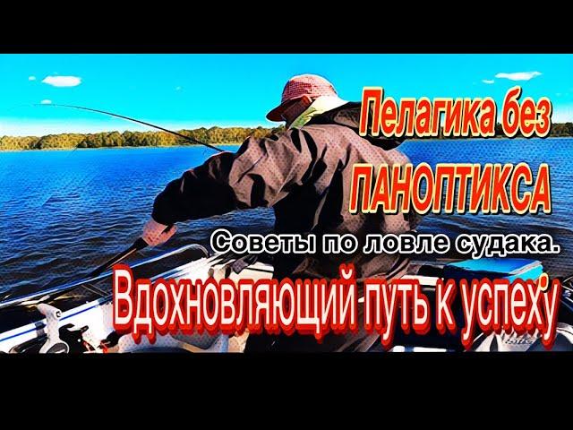 ПЕЛАГИЧЕСКИЙ СУДАК без ПАНОПТИКСА. ТЕХНИКА ЛОВЛИ и КАК ЕГО ПОЙМАТЬ. 22.09.2024.