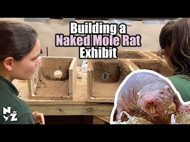 Building a Naked Mole Rat Exhibit | Part 1