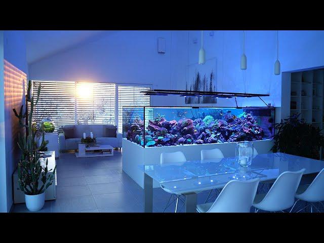 Luxury Reef Aquarium after 4 Years!