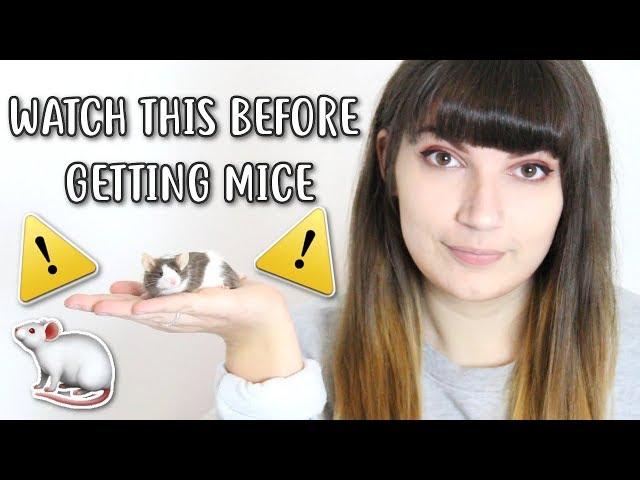  20 THINGS YOU SHOULD KNOW BEFORE OWNING MICE 