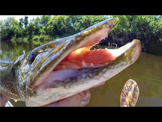 Pike And Muskie Were CRUSHING The Whopper Plopper!