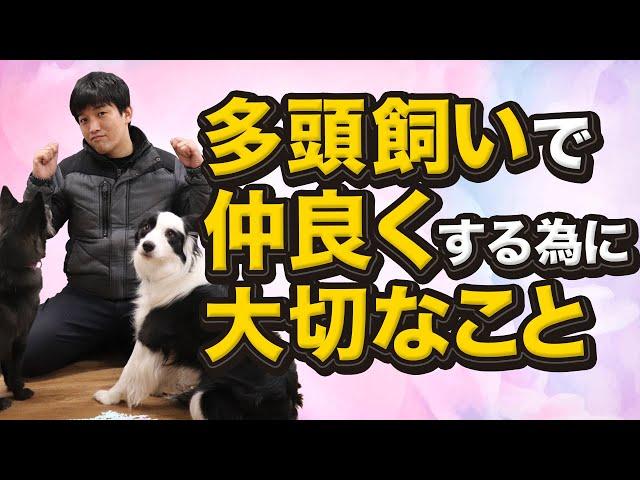 多頭飼いで仲良くするために大切なこと