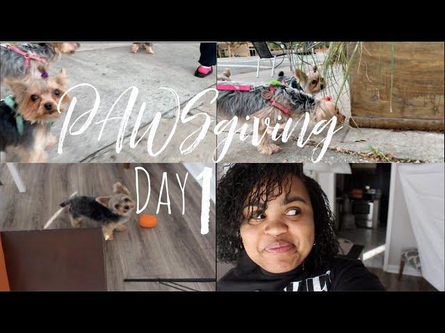 My Dog took it and Ran! | PAWSgiving Day 1