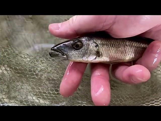 Rhamphochromis macrophthalmus 狼牙鯛/梭王天使